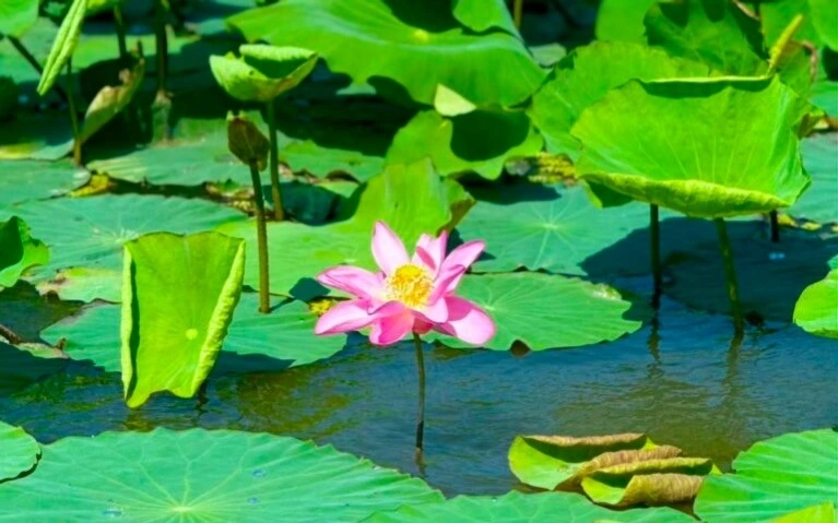 New habitat of rare Red Book lotus discovered near Atyrau