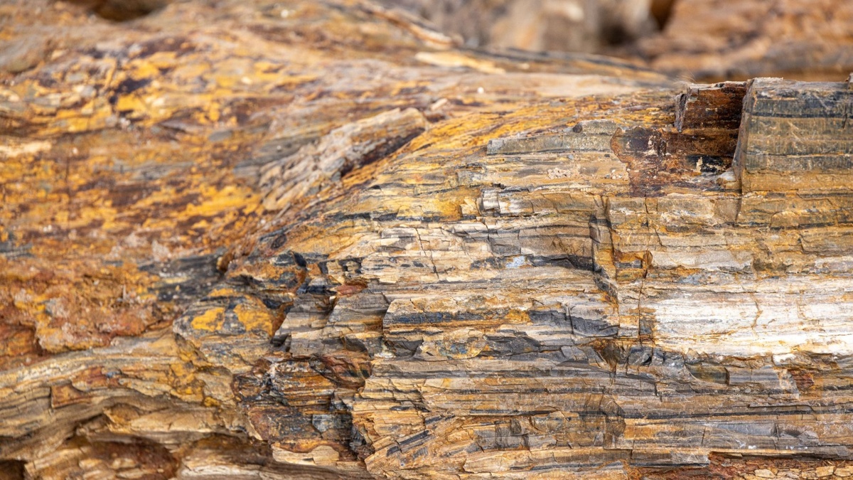 Photo: Qazinform Kyffhäuser Mountains Petrified Wood Preserves 300 Million Years of History