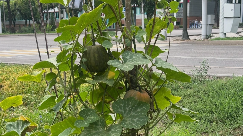 а