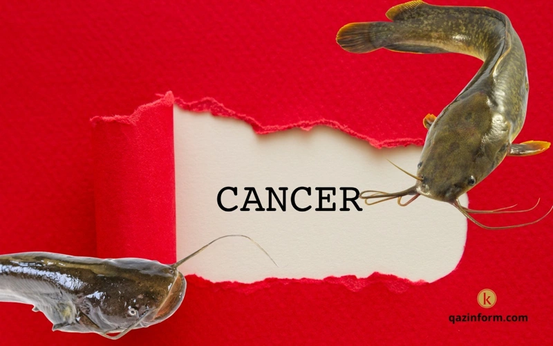 Cancer, contafious cancer, fish, bullhead catfish