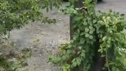 Массовая вырубка каштанов в Алматы попала на видео