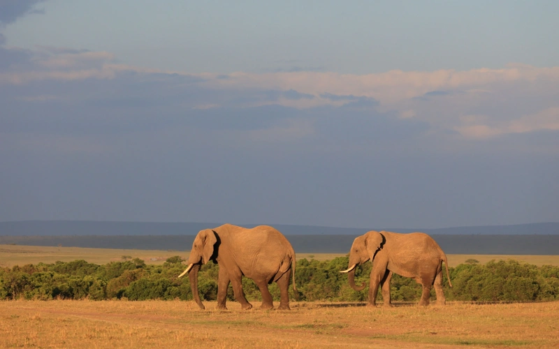 Kenya, elephants,  