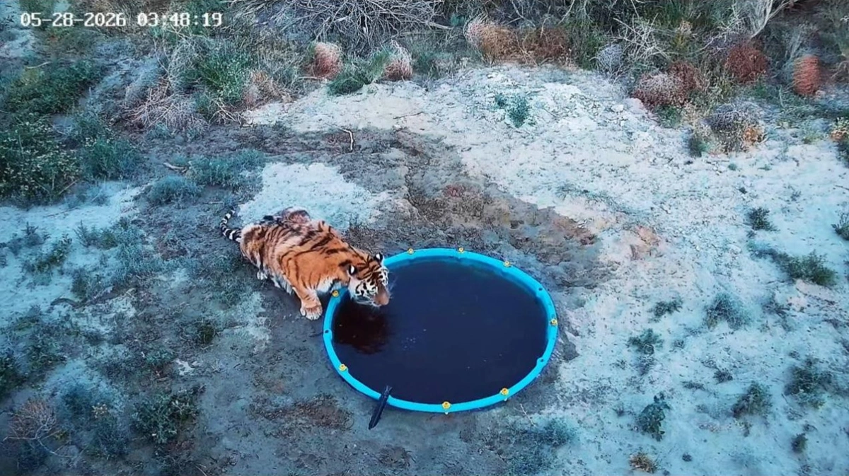 амурский тигр пьет воду