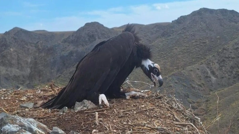 Rare cinereous vulture chick spotted in Charyn National Park