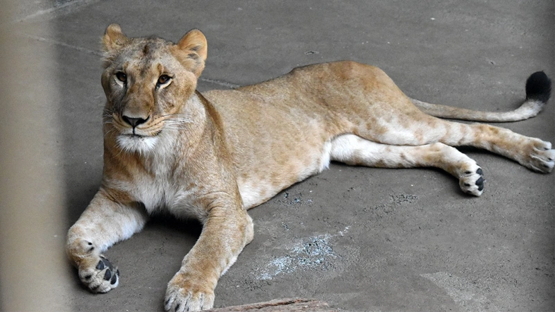 Lion
