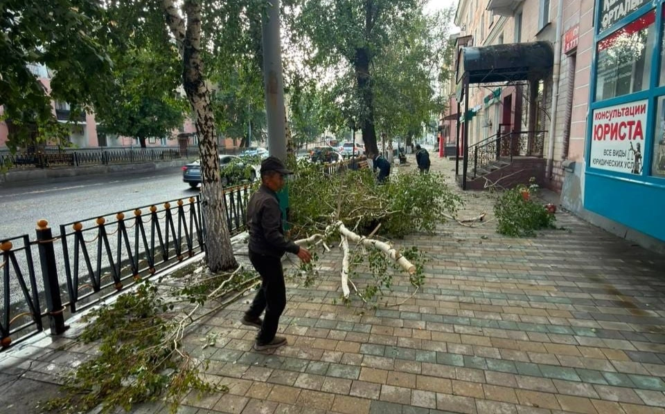 Деревья после урагана
