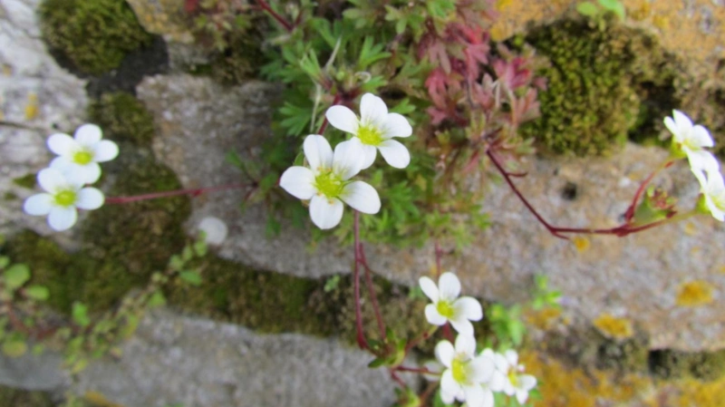 Saxifraga candelabrum  
