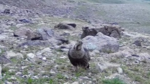Гималайского улара с птенцами заметили в Иле-Алатауском нацпарке