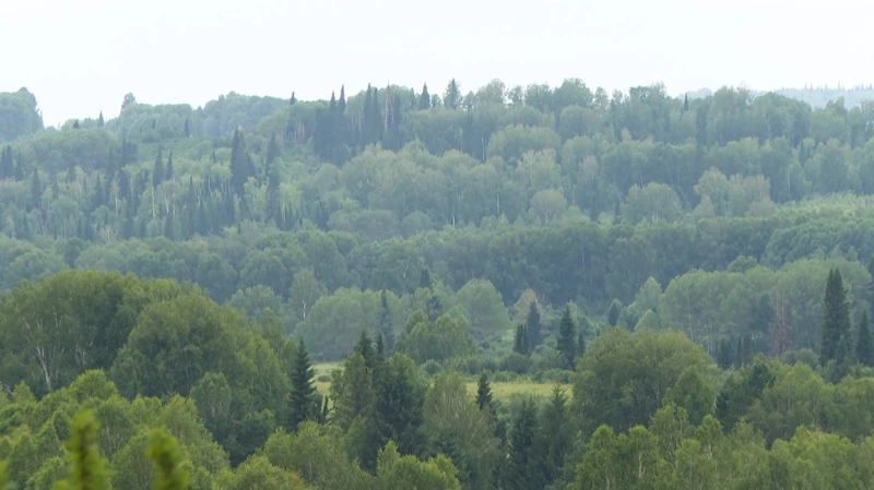 лес