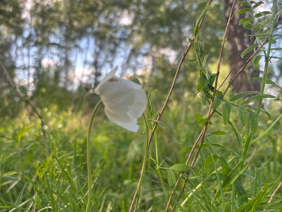 с