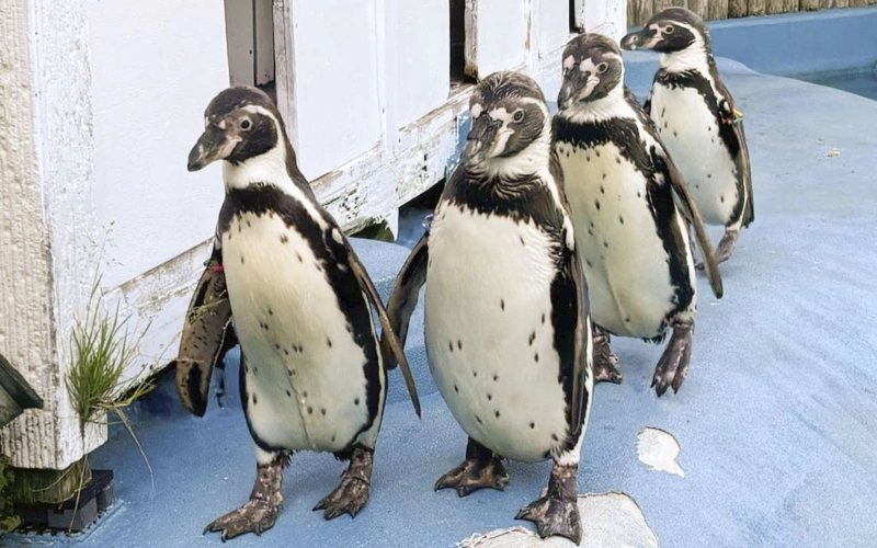 Four penguins die from avian malaria at northeastern Japan zoo 