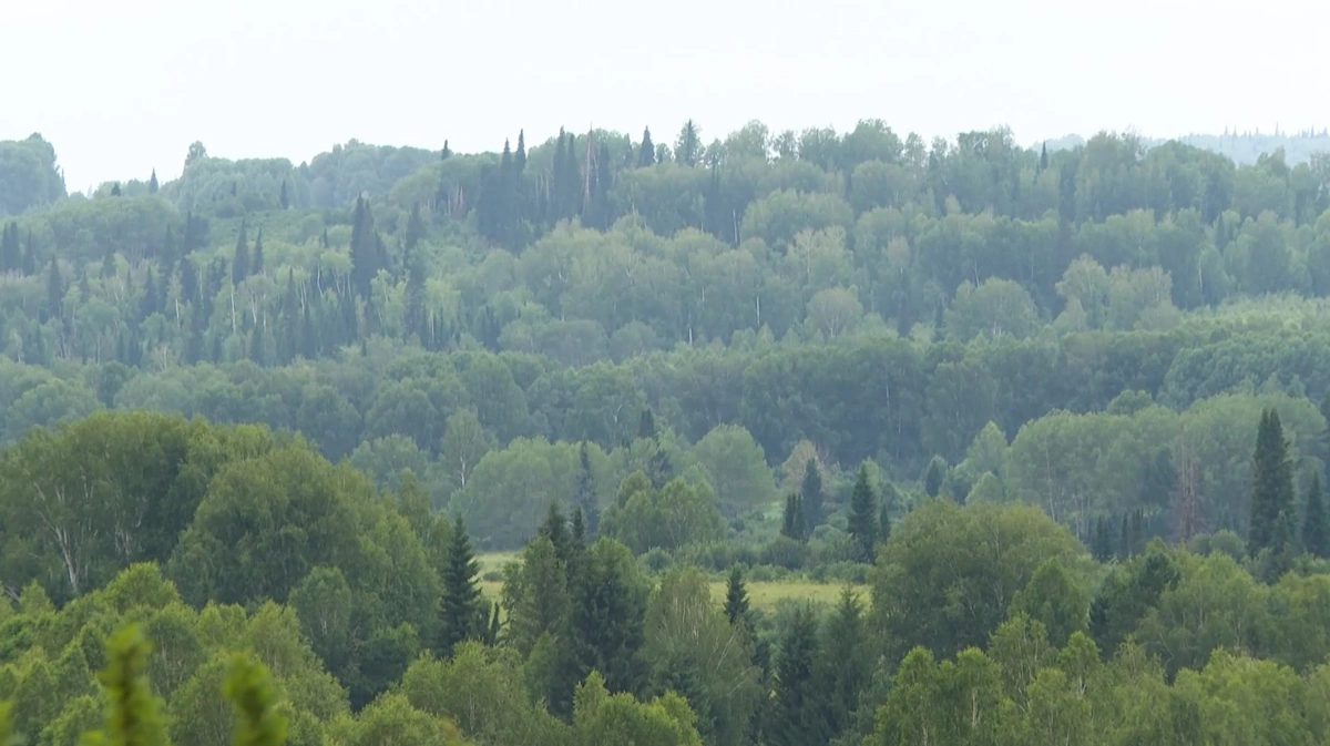 лес