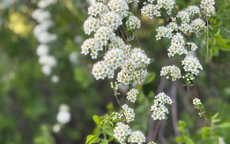 Kazakhstan studies genetic fund of wild plants