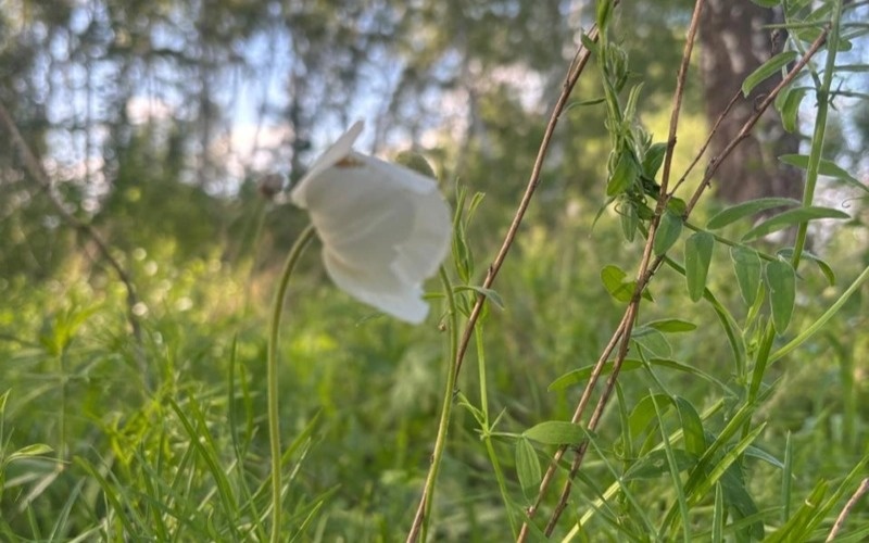 Kazakhstan studies genetic fund of wild plants Kazakhstan studies genetic fund of wild plants