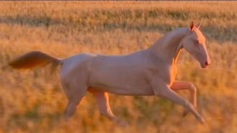 Aqzhan – “Pure Soul” – shown for the first time during a field walk
