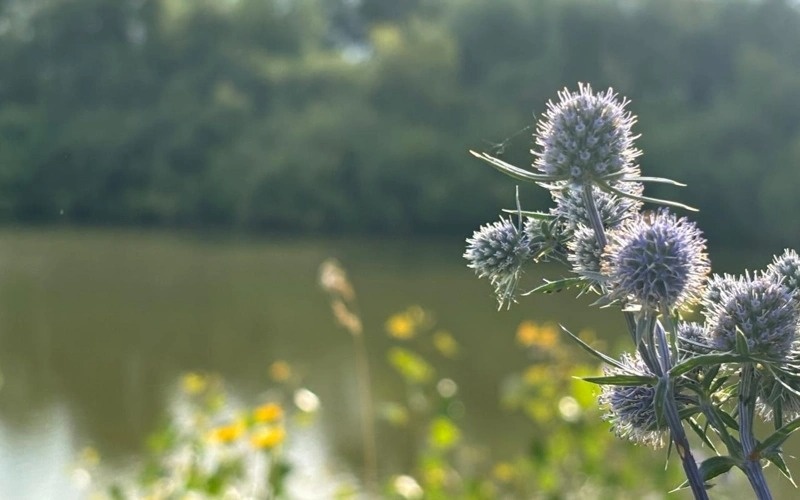 Kazakhstan studies genetic fund of wild plants Kazakhstan studies genetic fund of wild plants