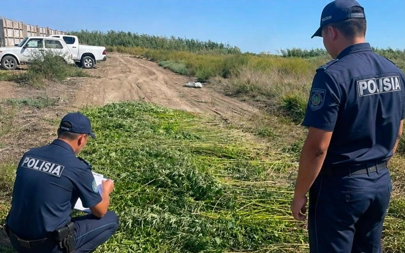 Атырауда жабайы қарасораның 10 мыңнан астам түбі жойылды