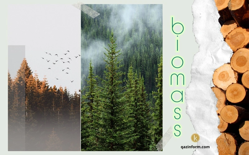 Europe, forests, biomass, climate change