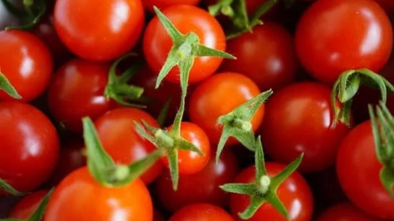 Tomato processing plant to be built in Kyzylorda region