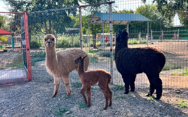 Альпаки Черныш и Майя с детенышем