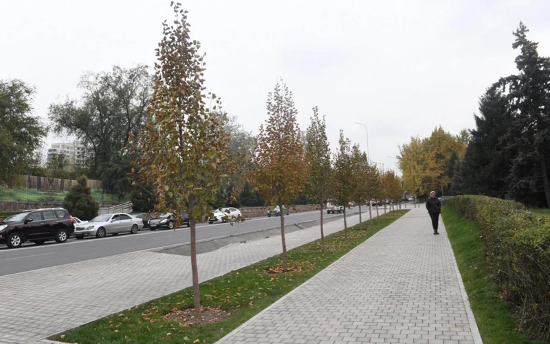 Еуропа мен Түркиядан әкелінеді: Алматыда қашан жергілікті ағаштар отырғызыла бастайды 