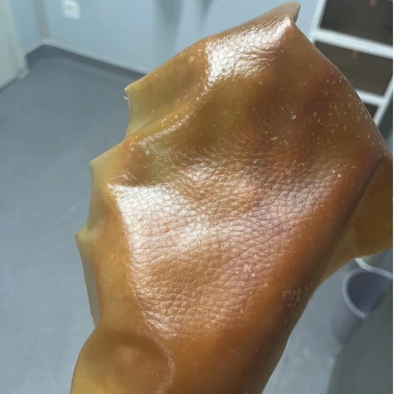 Textile, fungus, science, leather Textile, fungus, science, leather