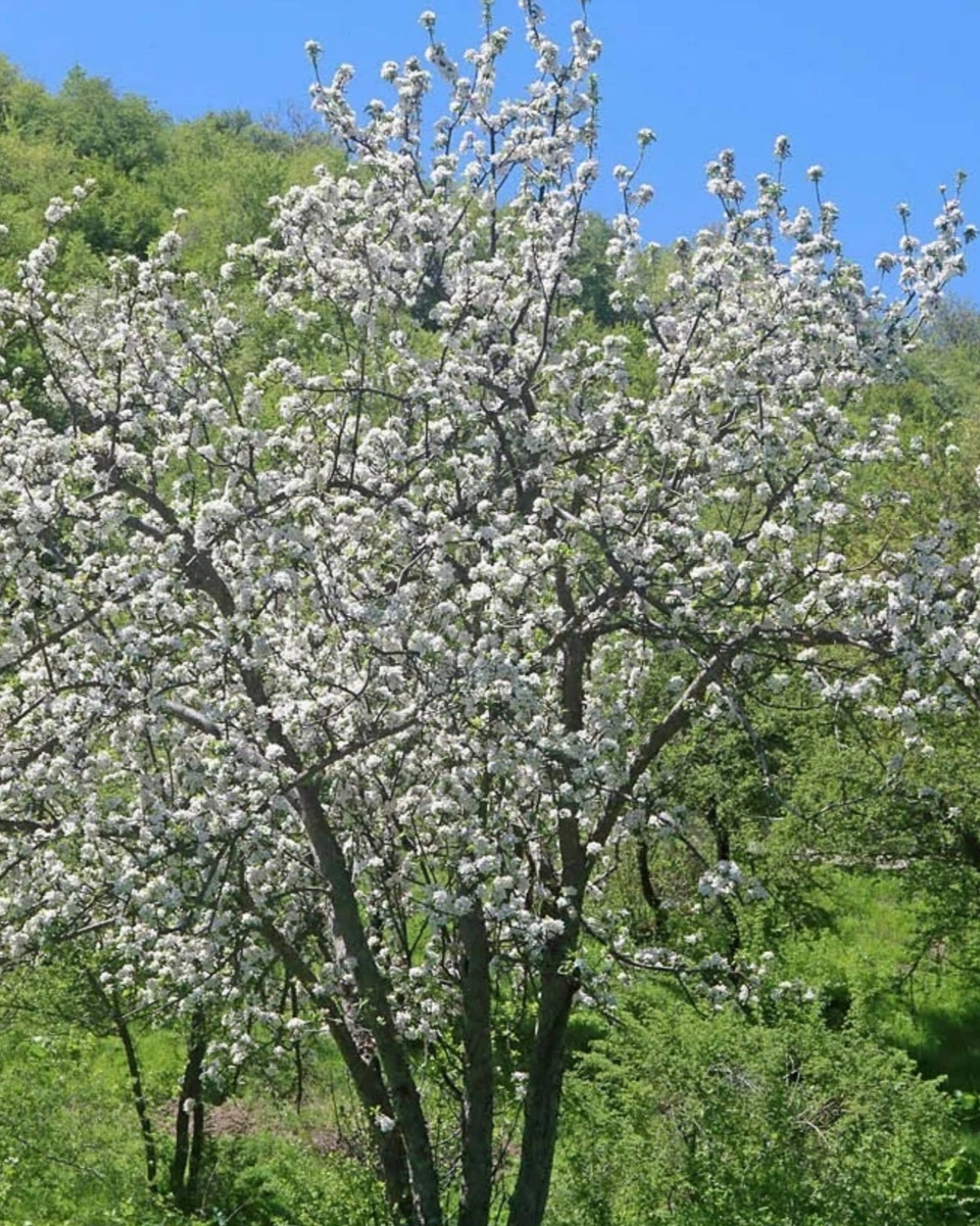 Сиверс алмасы