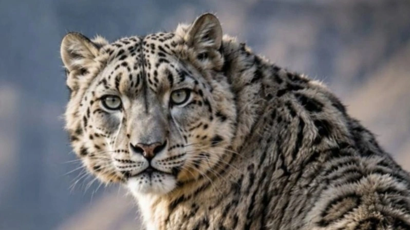 Rare snow leopard caught on video in Kazakhstan's mountains