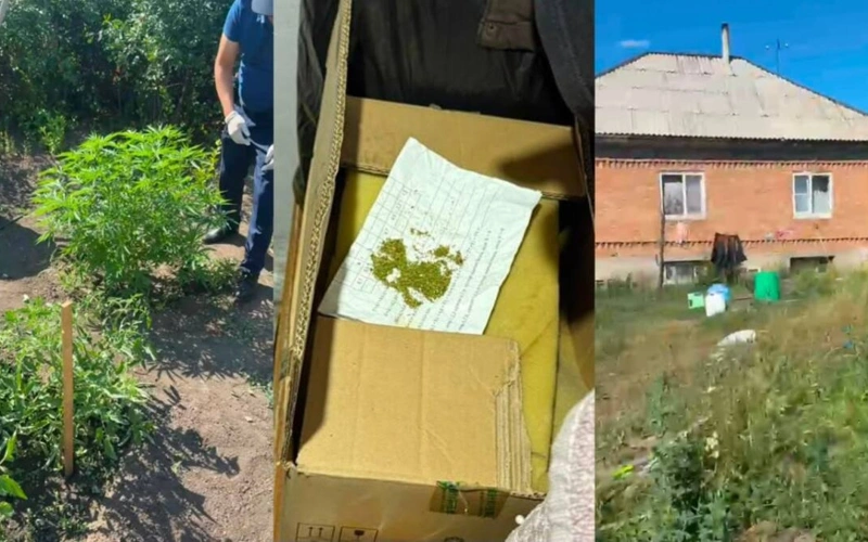 Житель Усть-Каменогорска выращивал коноплю в домашней теплице