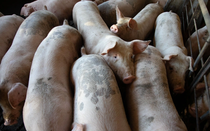 Over 1,000 pigs killed by fire in Trans-Baikal Region