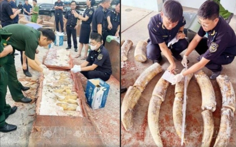 Vietnam, elephant ivory, smuggling 