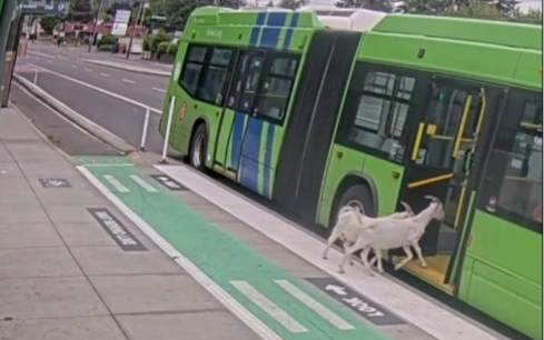 Goats, Portland, bus, 