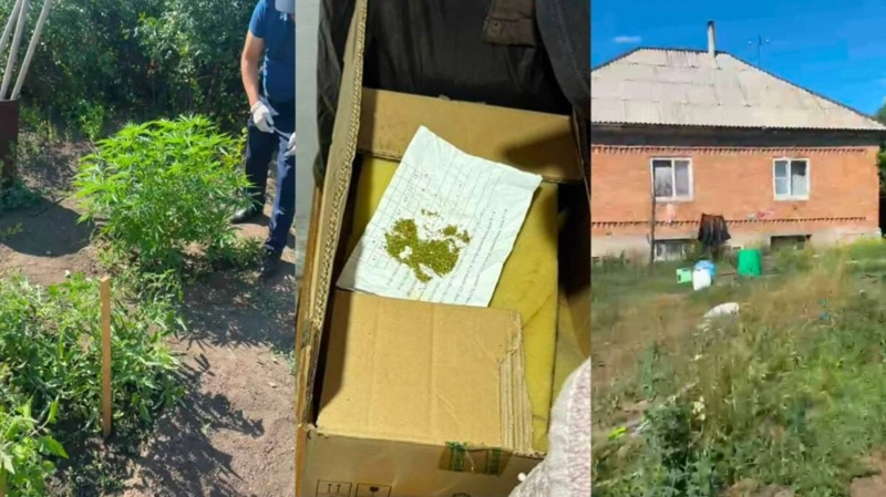 Өскемен тұрғыны жылыжайда қарасора өсіріп келген