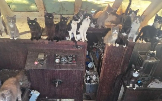 60 кошек