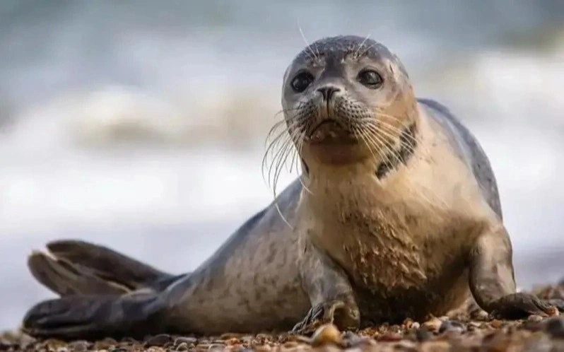 Kazakhstan highlights importance of protecting Caspian seals