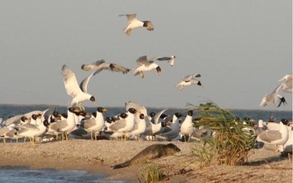 Kazakhstan highlights importance of protecting Caspian seals Kazakhstan highlights importance of protecting Caspian seals