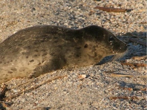 Kazakhstan highlights importance of protecting Caspian seals Kazakhstan highlights importance of protecting Caspian seals
