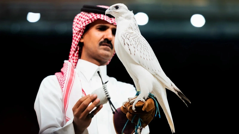 Falcon, Saudi Arabia 