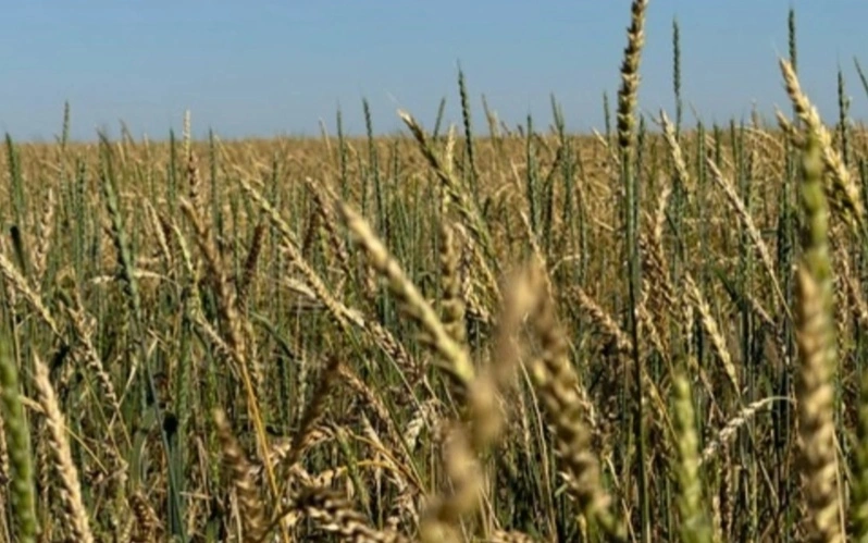 егін