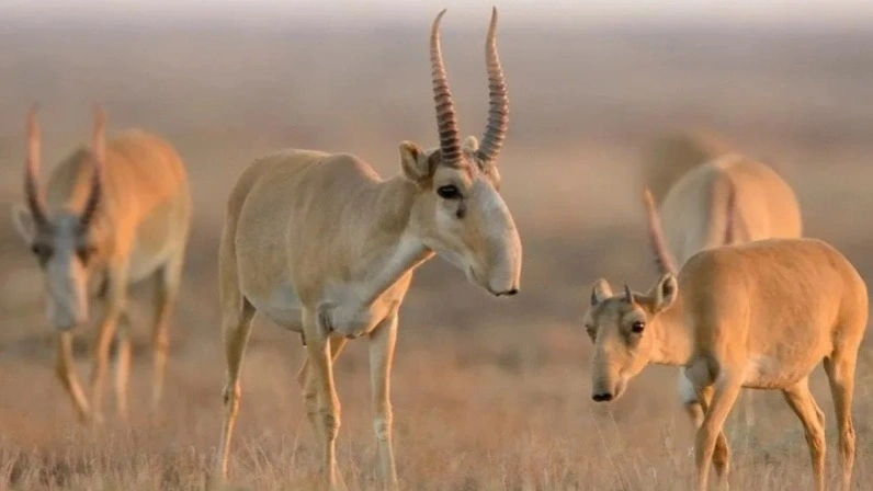 Rare animal populations rising in Kazakhstan