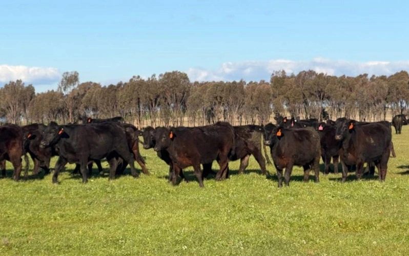N Kazakhstan region to import over 6,000 head of breeding livestock from Australia