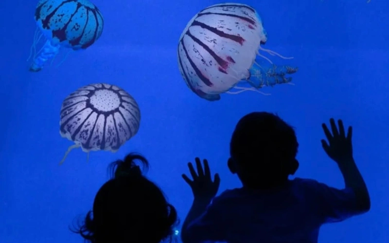 First jellyfish museum in U.S. opens in Florida