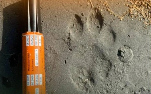 Үміттің Балқаштағы алғашқы 10 күні: жолбарыс қасқыр мен қабан аулаған