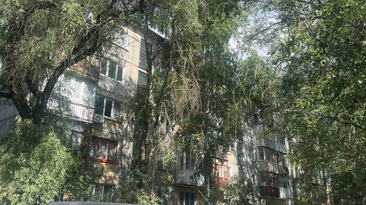 деревья