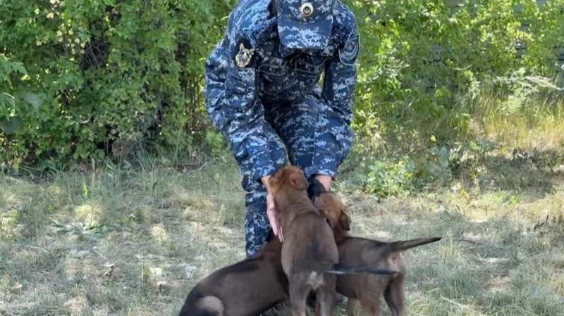 Астана полициясының кинологиялық орталығы төрт күшікпен толықты