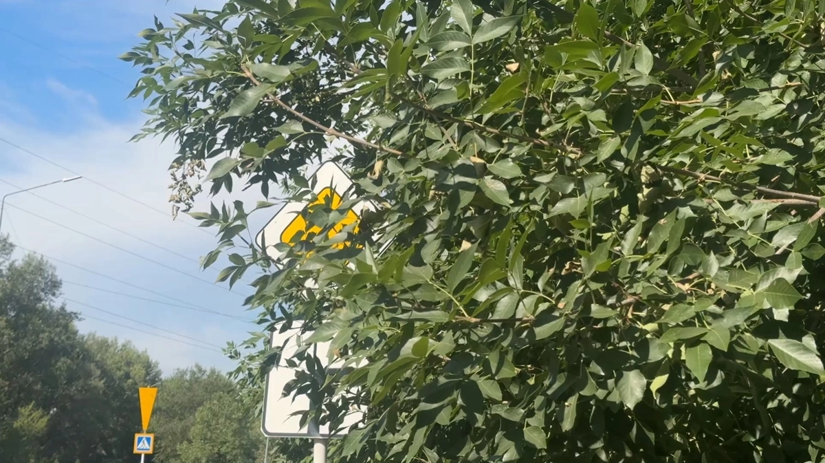зелень аллея