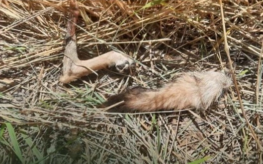 Үміттің Балқаштағы алғашқы 10 күні: жолбарыс қасқыр мен қабан аулаған