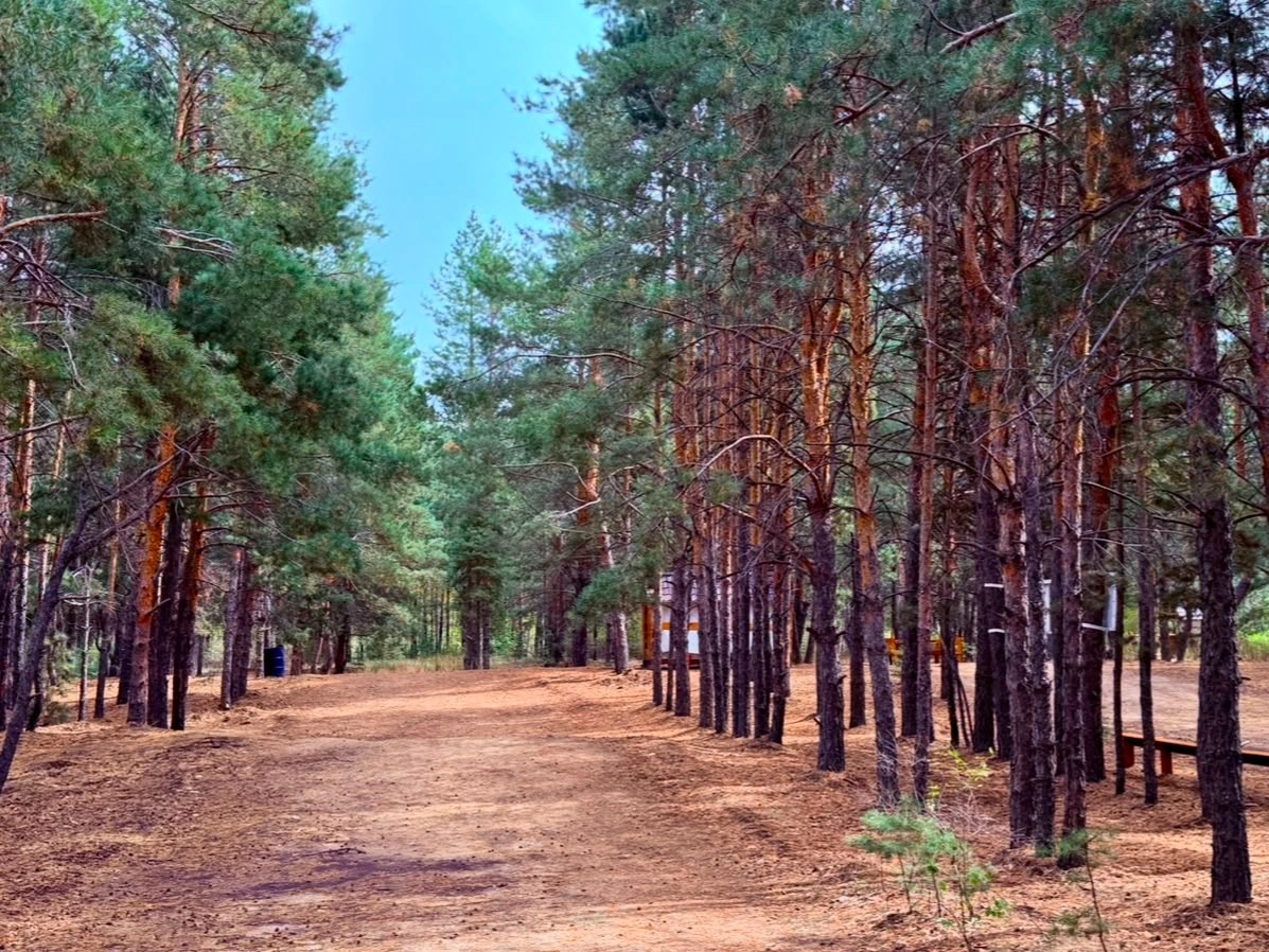 лес