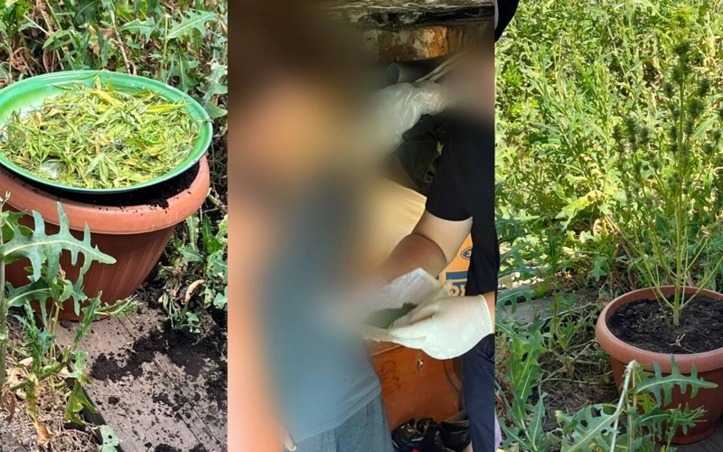 Жителя ЗКО задержали за выращивание каннабиса во дворе дома