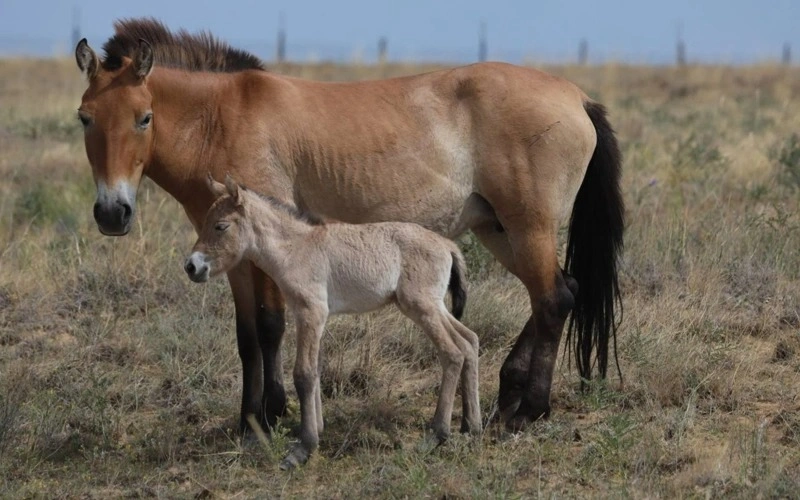 First Przewalski’s horse foal born in Kazakhstan